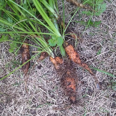 Cabbage futures speculator on the Daikon Prairie.