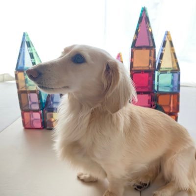 rutii0203ds's profile picture. 保育士歴10年！二児の母！便利グッズや子どものおまちゃ、保育士のこと色々発信中！！そして愛犬のことも♡ブログはこちら⇨ https://t.co/9uDZ8wANqd