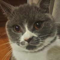 ほげのみち (@hogenomichi) Twitter profile photo