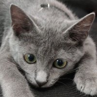 🇮🇩 F 3 R I 🇮🇩 (@futhabarat) 's Twitter Profile