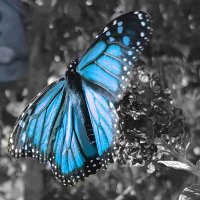 Mariposa 🦋 (@mariposa4ag) Twitter profile photo