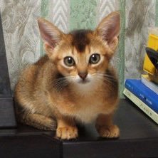 いつかニューヨークで、猫2匹と暮らして週3回くらいブロードウェイで観劇する。青空も同じアカウント☁️