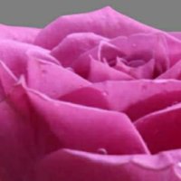 PushpaINC (@pushpapatley) 's Twitter Profile