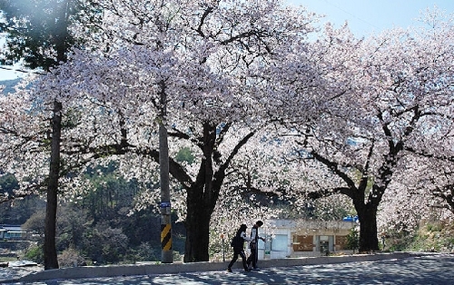 합천벚꽃마라톤번창을위하여