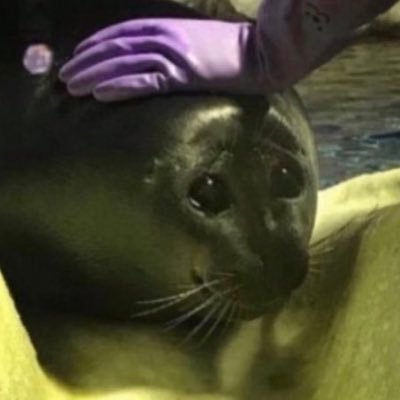 finnie896's profile picture. bleh :p header by @/runegrave