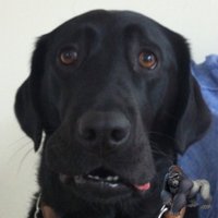ぶた組ブッチャー班🐽キャリアチェンジ犬とゴリラ班。先住犬はお空組🌻 (@harp0927) 's Twitter Profile Photo ぶた組ブッチャー班🐽キャリアチェンジ犬とゴリラ班。先住犬はお空組🌻 (@harp0927) 's Twitter Profile Photo