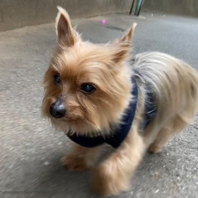 An art collector mainly of photographs/ Running Actuary in a foreign life insurer/ MSc in mathematics at UT/ Fav: Yorkie, Rescued dogs/ workout at Gold’s gym