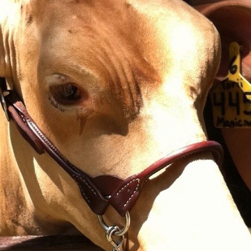 dairyprincess31's profile picture. 