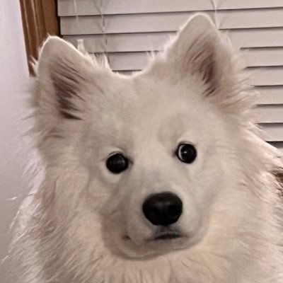 hisaacdelr's profile picture. opinions r mine | メガネザル推し
