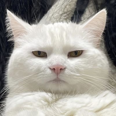 Dennis_Cok's profile image