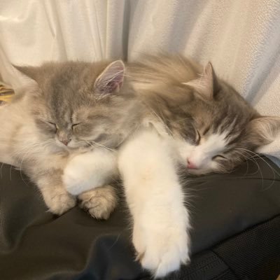 moco211118's profile picture. もこちゃん♂ ノルウェージャン 3歳 | すみちゃん♀ サイベリアン 2歳 | もこすみちゃん日記：https://t.co/hgnIPtYGTW Youtube：https://t.co/rfRxsUh5ty