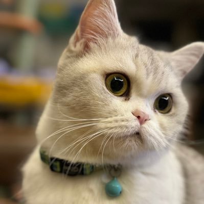 colawanzitong's profile picture. 