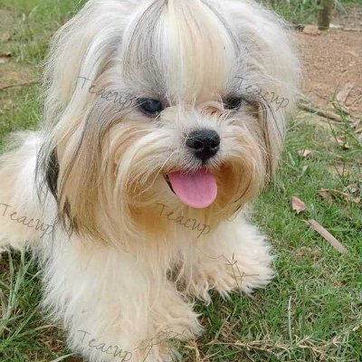 I am Teacup. I am a Shihtzu & I live in the Philippines. You can read about my true life's adventures in my books. Love all animals. We support Rescue Dogs.