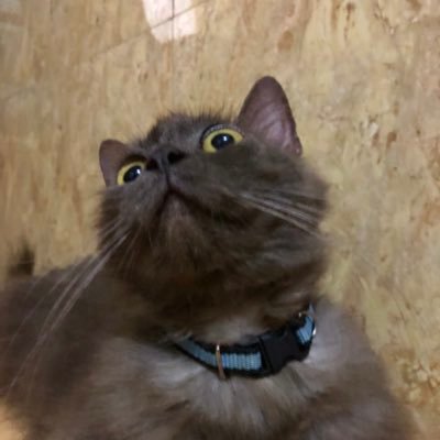 @saturnouscats
