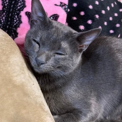 兼業主婦 にゃんこ溺愛😻 リプ ツイートで自分の言葉を表すのが苦手です(´⊙ω⊙`) ゲーム→モンハン ちょいモンスト