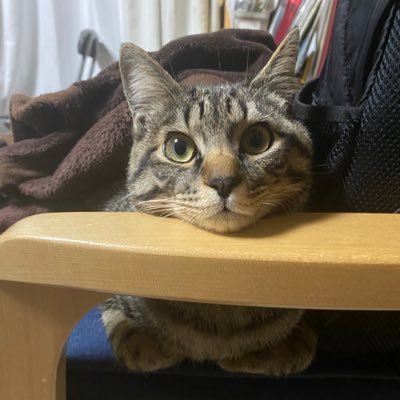 まぬるねこのサブさんのプロフィール画像
