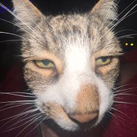 Tom Cummins (@tomcx99) 's Twitter Profile