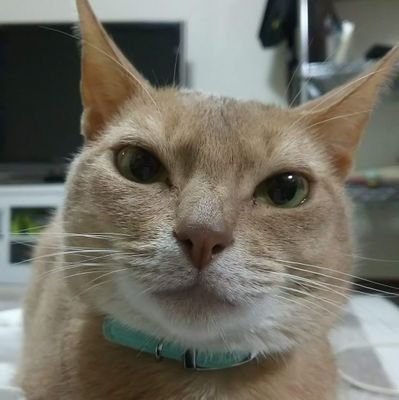 ことり えなさんのプロフィール画像