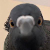 House Pigeon 𓅍(@grebetrees) 's Twitter Profile Photo