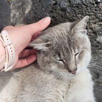 Maga ☆ (@solcitodeoton_o) 's Twitter Profile