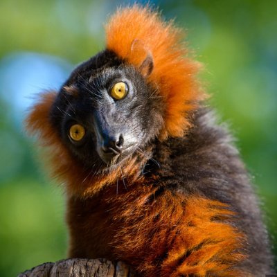 FPLemur's profile picture. Here to give and receive FPLove