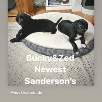 Brandon O Sanderson (@blooney22) 's Twitter Profile