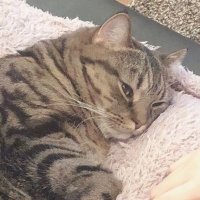 🐈 (@ferdiirfanh) 's Twitter Profile Photo 🐈 (@ferdiirfanh) 's Twitter Profile Photo