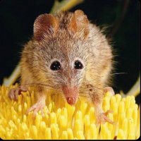 Cheddar Goblin (@ratsofoz) 's Twitter Profile Photo Cheddar Goblin (@ratsofoz) 's Twitter Profile Photo