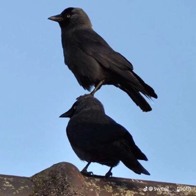 Sharka0g's profile picture. 