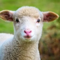 Dan (@sheep__dan) 's Twitter Profile