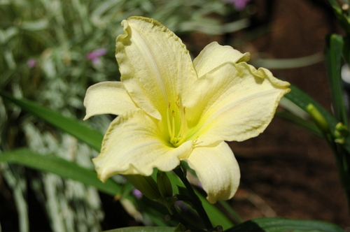 musicalphalange's profile picture. 