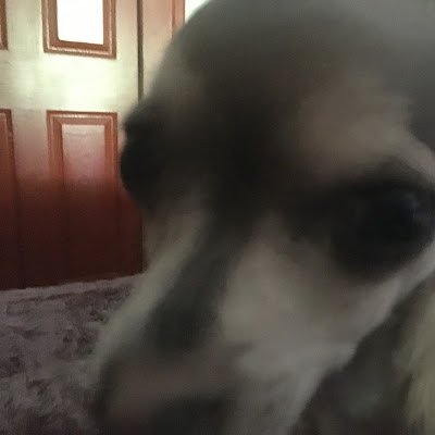 MThunderdog Profile Picture