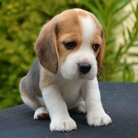 beagle(@Beagle_loverss) 's Twitter Profile Photo