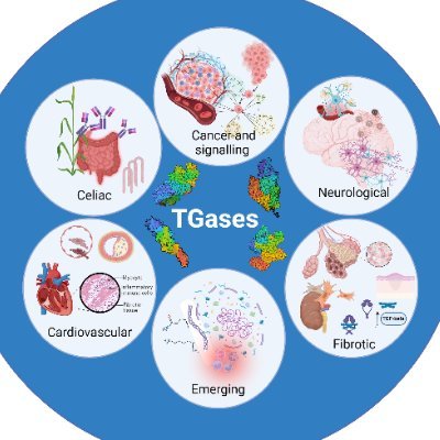 FEBS 2024 – Transglutaminases in human diseases