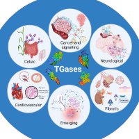 FEBS 2024 – Transglutaminases in human diseases (@2024tgdisease) 's Twitter Profile Photo FEBS 2024 – Transglutaminases in human diseases (@2024tgdisease) 's Twitter Profile Photo