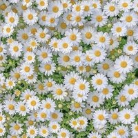 Merve Acar (@evrem_acar) Twitter profile photo