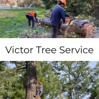 Victor Tree Service(@VictorTreeServ) 's Twitter Profile Photo