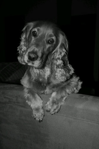 Dogmatix