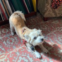 Ariel Hayes (@arielhayes) 's Twitter Profile Photo