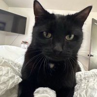 Namla 🦂 (@palidose) 's Twitter Profile