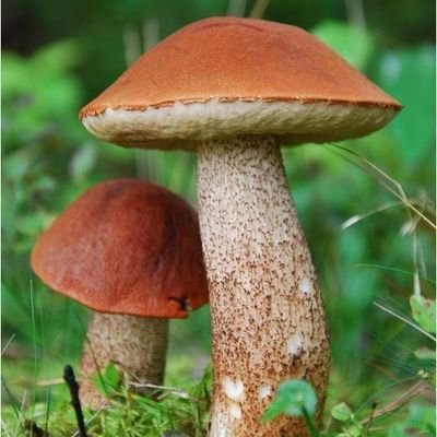 SpiacyKozak's profile picture. 🇵🇱🇵🇱