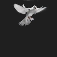 AMJED ๐' (@a1alzaeem) 's Twitter Profile