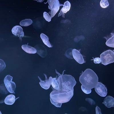成人済。2期で夏五におちました。夏五ありがとう最高です。夏と五が幸せならどれも大好き pixiv▶️https://t.co/oxakMYPTIE wavebox▶️ https://t.co/sO6Vtljkqv