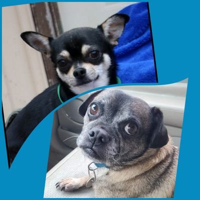 Gunner is a 10yo Chug (Chihuahua/Pug), Bruno is a 2yo Chihuahua