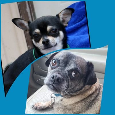 Gunner is a 10yo Chug (Chihuahua/Pug), Bruno is a 1yo Chihuahua