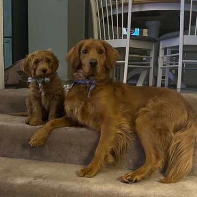 This page is to follow Cooper Jack- 9/13/22 (Mini Golden Retriever) & Biggie Smalls- 12/6/23 (Mini Goldendoodle) journey and joy they bring. #DogLove