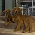 Cooper Jack & Biggie Smalls (@miniretrie27785) Twitter profile photo