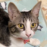 みゅう (@mew_4cat) 's Twitter Profile