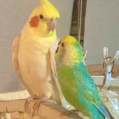 2018年11月にお迎えしたオカメインコのほっぺちゃんにメロメロ。2022年5月中旬にほっぺちゃんが原因不明の体調不良で約1ヶ月の入院、その後一ヶ月毎日通院、現在自宅療養中…ほっぺちゃんが今、傍に居てくれる有り難みを噛み締める日々。2022年11月13日セキセイインコのマシュマロちゃんを K2C様よりお迎えしました。