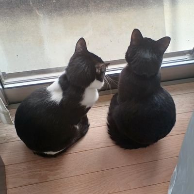 ハチマメ (@IeNq2seP3BhzqD1) / Posts / X